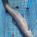 山泉水野养青鱼