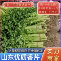 《实力商家》山东聊城精品香芹产地直供货源稳定全国代发