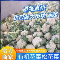 《实力商家》山东有机花菜优质松花菜基地直供大量批发