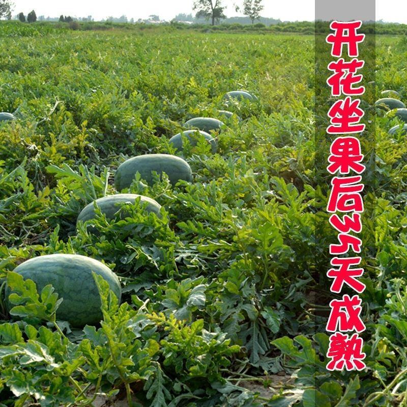 早熟黑皮红瓤西瓜种子四季超甜懒人黑皮红瓤薄皮巨形西瓜种子