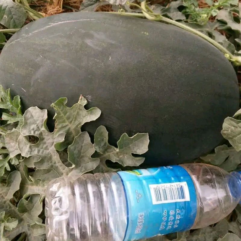 早熟黑皮红瓤西瓜种子四季超甜懒人黑皮红瓤薄皮巨形西瓜种子