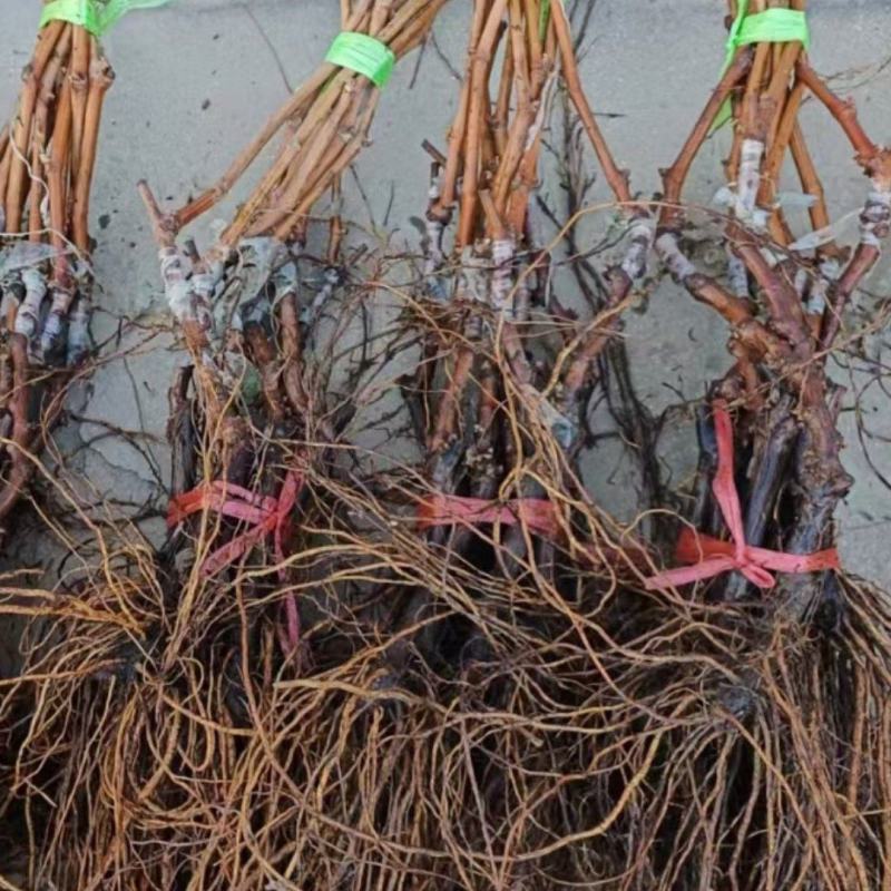 各种葡萄苗木基地直发量大从优