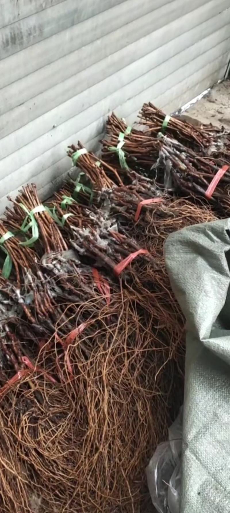 各种葡萄苗木基地直发量大从优