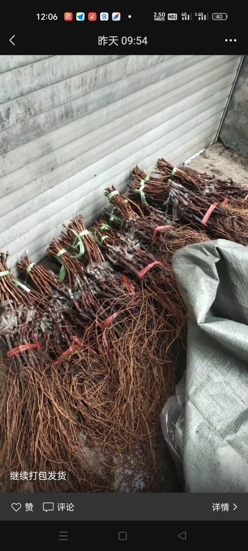 各种葡萄苗木基地直发量大从优