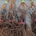 各种葡萄苗木基地直发量大从优