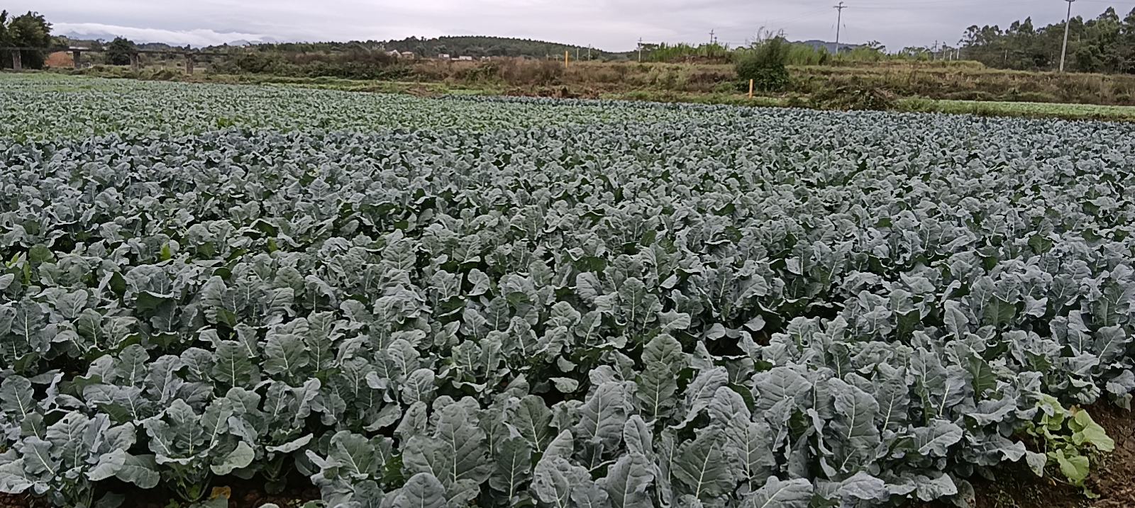 农户在田间采摘圆包菜特写：双手托起完整球体，露水未干，背景可见整齐垄沟与绿色植株，展现新鲜采收状态