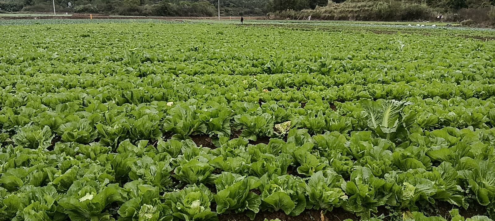 一片整齐生长的中甘21号圆包菜田,植株呈紧凑莲座状,叶片深绿色有蜡质层,中心已形成浑圆紧实的绿色包球,背景为春季农田环境,土壤疏松,田间管理良好 中甘21号圆包菜田间生长实景图