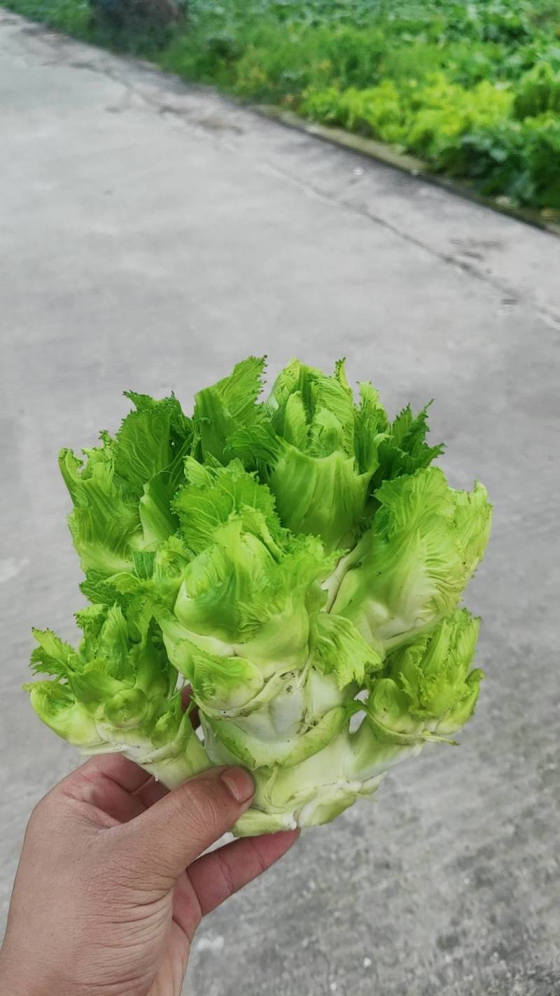 四川成都儿菜