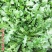 野生荠菜种子地菜种籽荠荠菜种籽秋冬四季野菜蔬菜种孑
