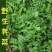 野生荠菜种子地菜种籽荠荠菜种籽秋冬四季野菜蔬菜种孑