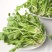 野生荠菜种子地菜种籽荠荠菜种籽秋冬四季野菜蔬菜种孑