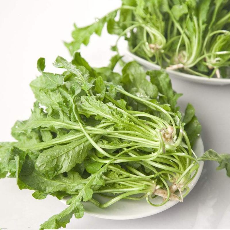 野生荠菜种子地菜种籽荠荠菜种籽秋冬四季野菜蔬菜种孑