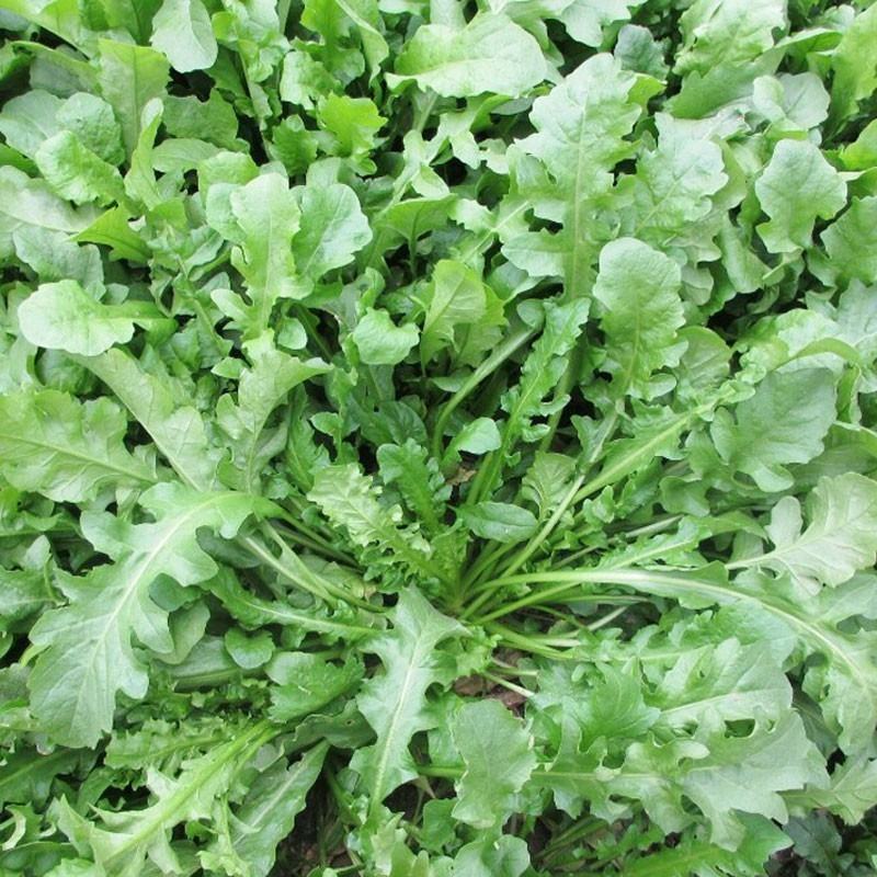 野生荠菜种子地菜种籽荠荠菜种籽秋冬四季野菜蔬菜种孑
