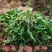野生荠菜种子地菜种籽荠荠菜种籽秋冬四季野菜蔬菜种孑