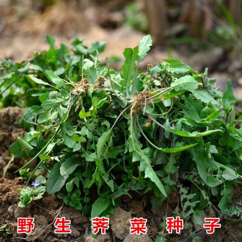 野生荠菜种子地菜种籽荠荠菜种籽秋冬四季野菜蔬菜种孑