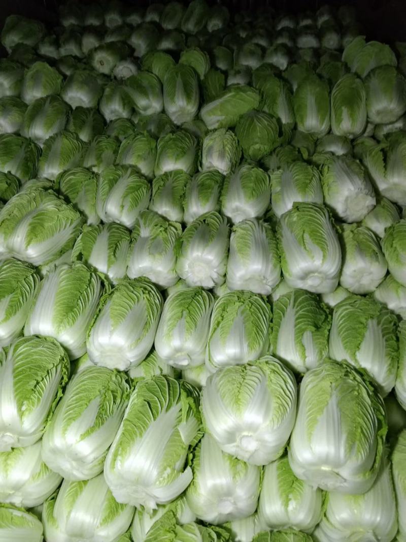 安丘优质精品矮棵黄心大白菜，便宜了，便宜了，便宜了，净菜