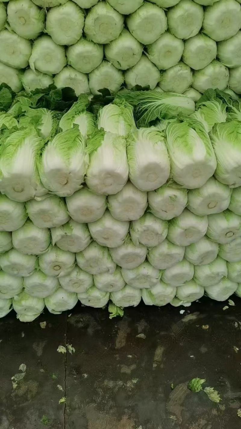 安丘优质精品矮棵黄心大白菜，便宜了，便宜了，便宜了，净菜