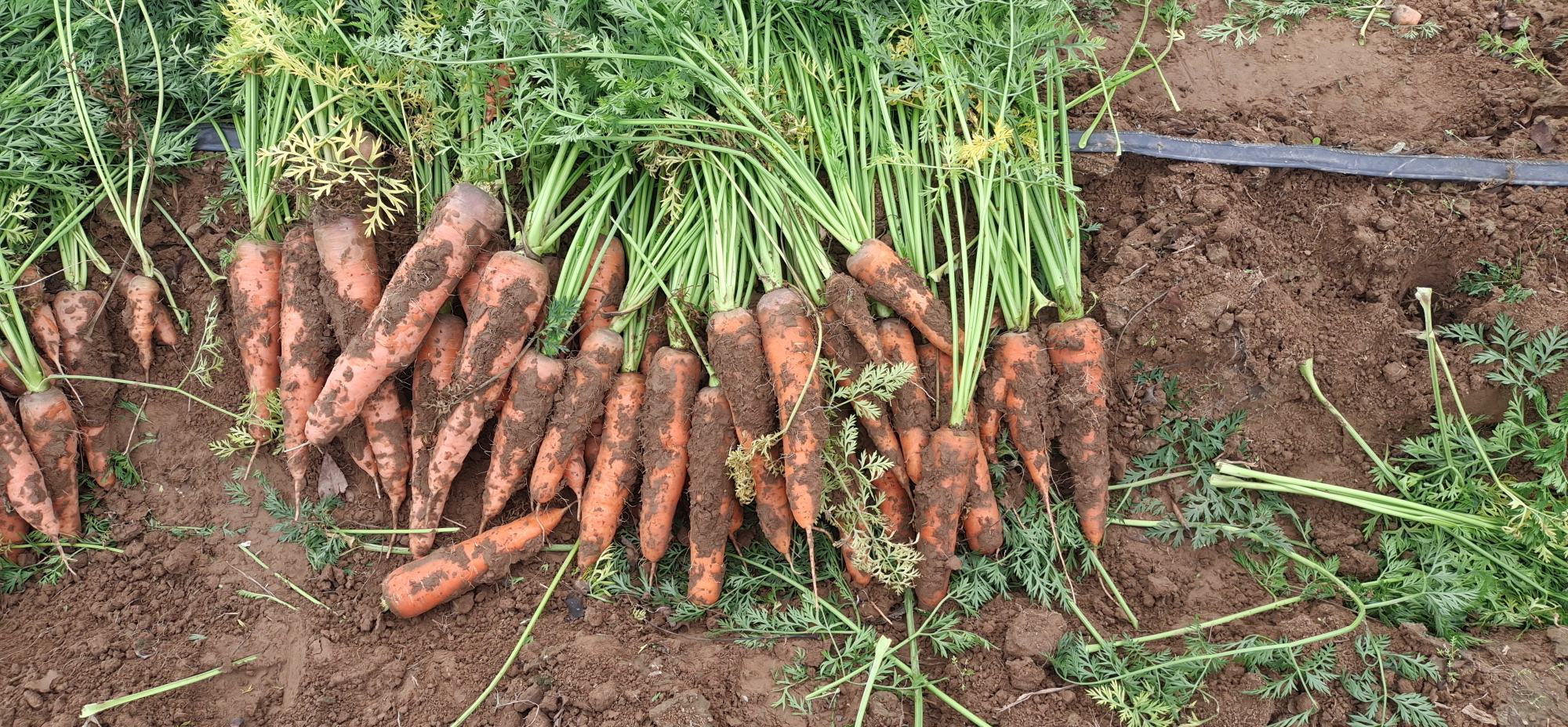 胡萝卜叶在缺氧条件下进行无氧呼吸的代谢路径图,显示乳酸和乙醇为主要产物 胡萝卜叶在缺氧条件下进行无氧呼吸的代谢路径图
