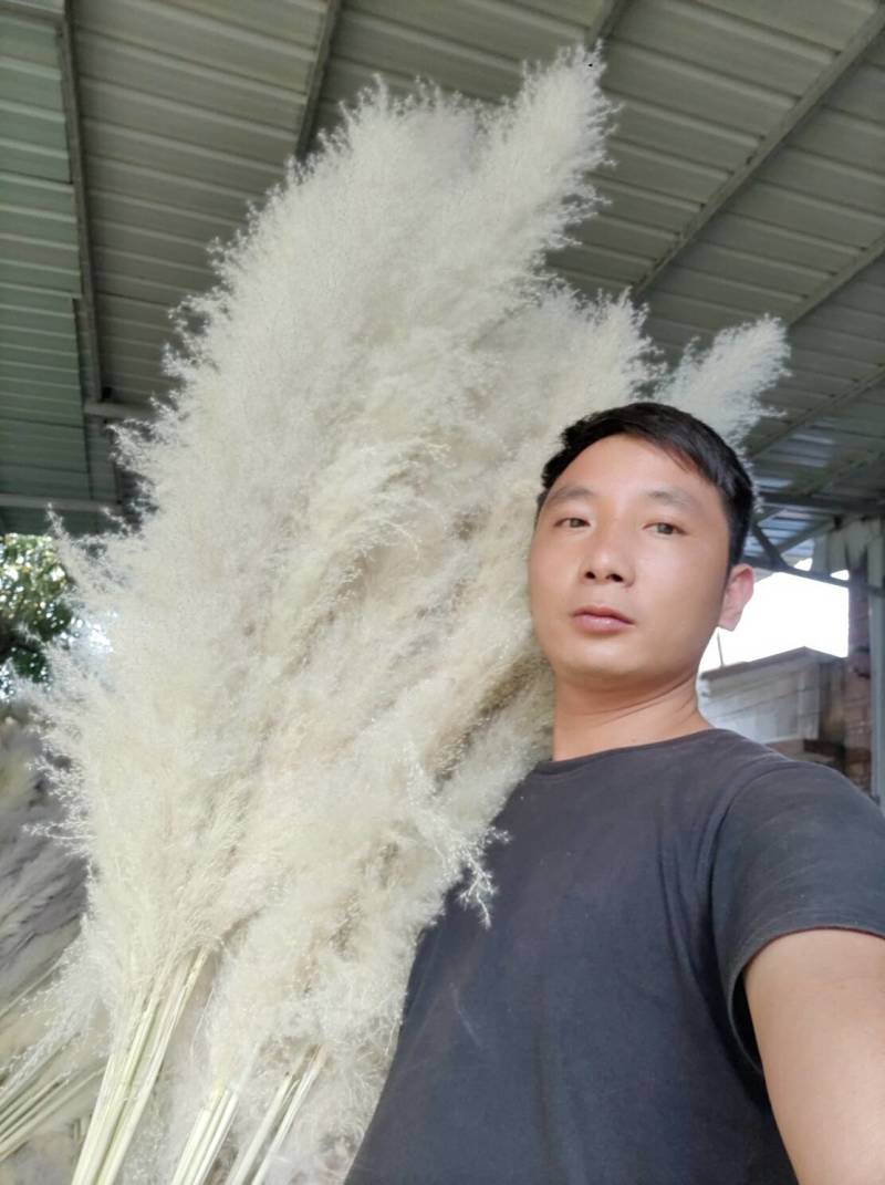 云南文山大芦苇