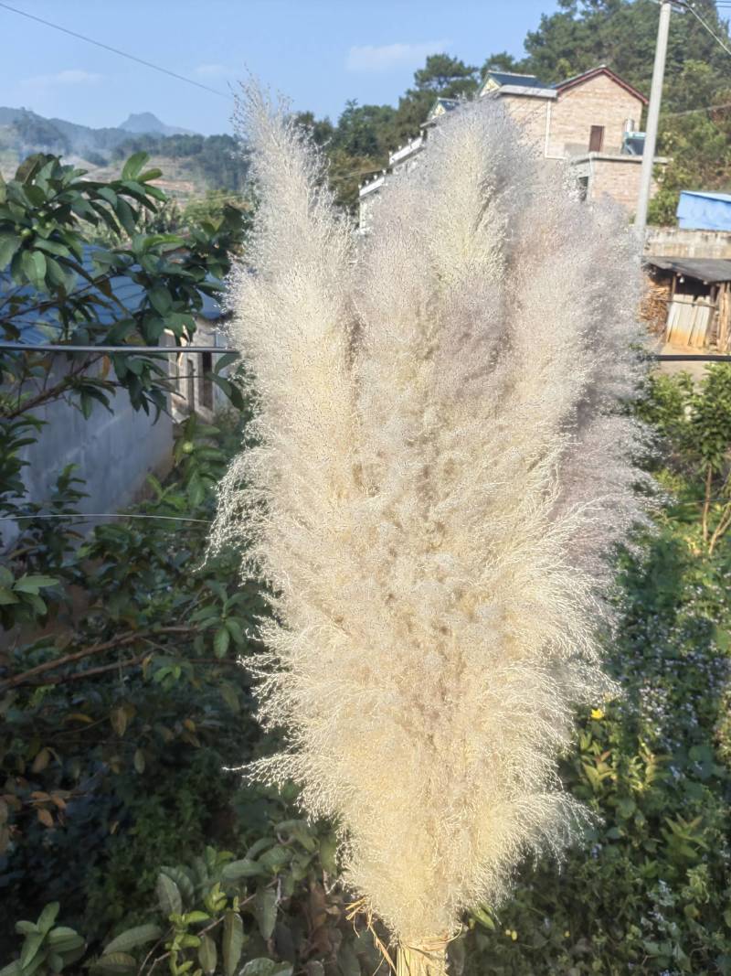 云南文山大芦苇