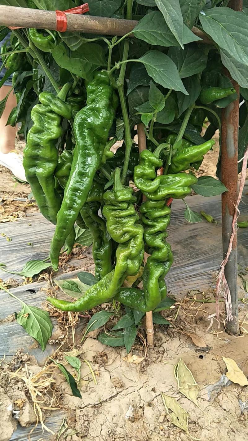 螺丝椒、青皮椒，小邹皮、陇椒，产地货源，品质保证