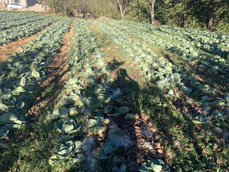 图片说明:除草后半边莲长势良好,无明显药害现象 半边莲田间除草后健康生长状态