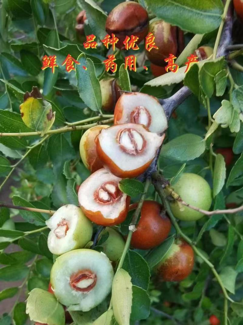 山东酸枣苗，现挖现发死苗补发提供技术指导，可视频看货
