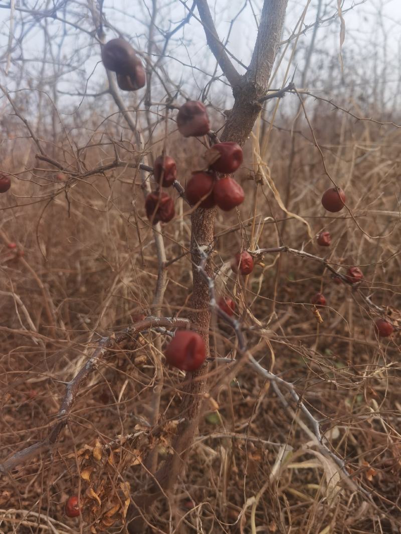 山东酸枣苗，现挖现发死苗补发提供技术指导，可视频看货