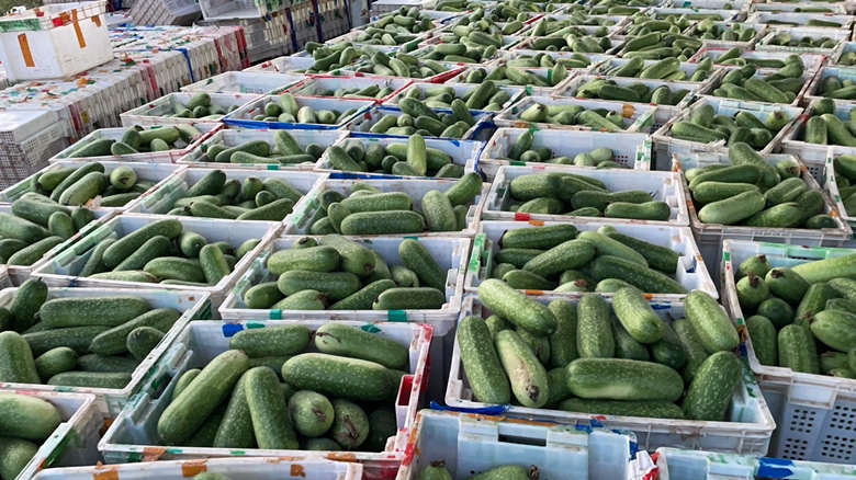 冬瓜原材料展示