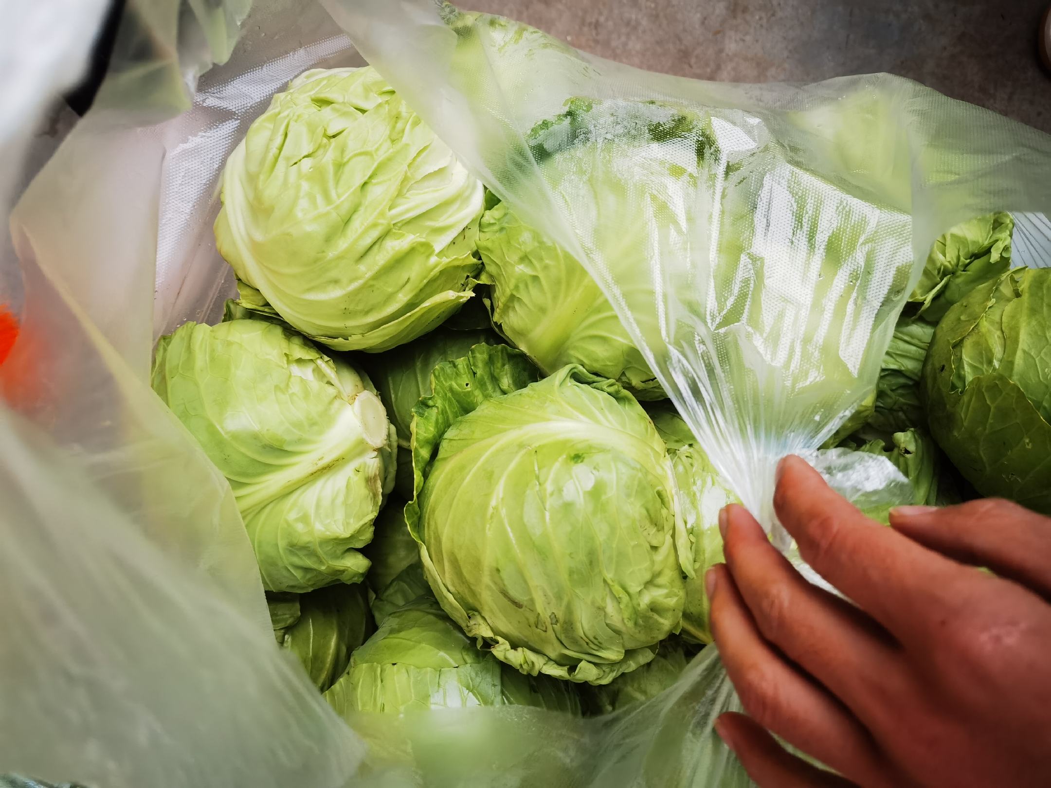 圆包菜腌制坛子