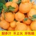 春见粑粑柑