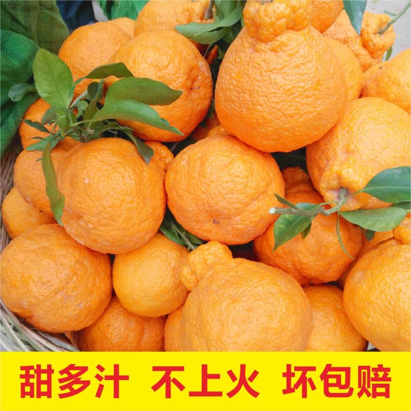 春见粑粑柑