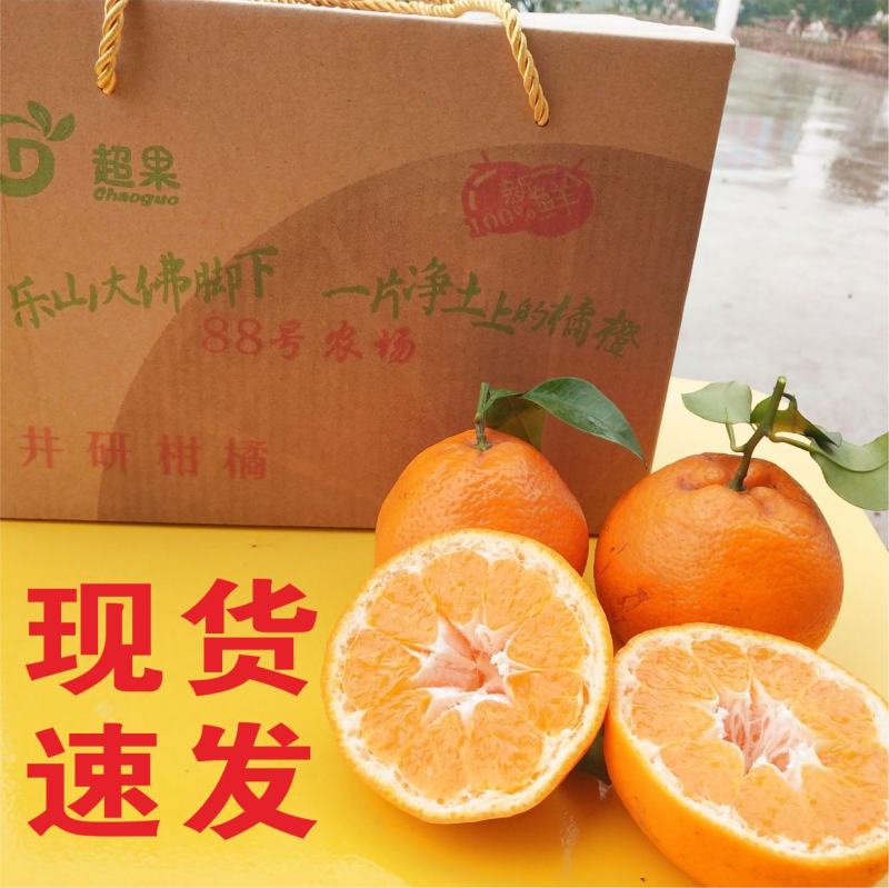 春见粑粑柑