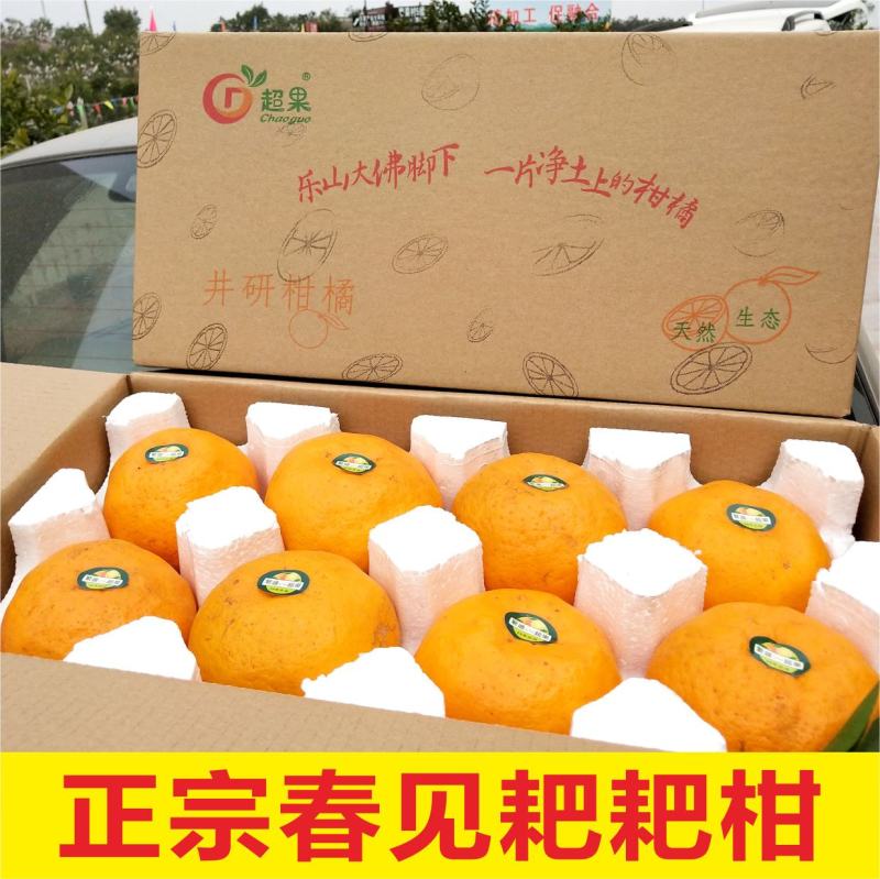 春见粑粑柑