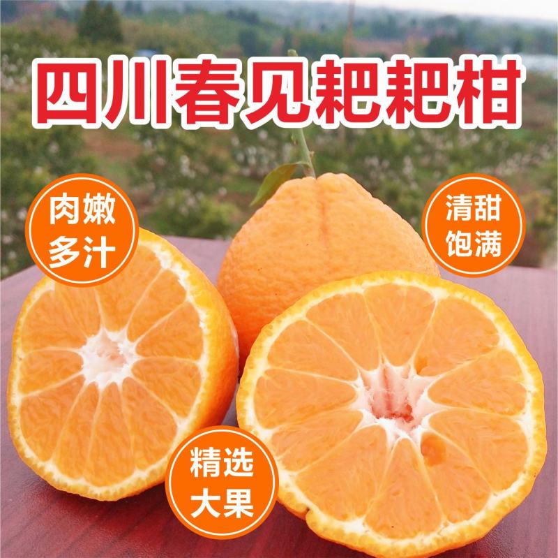春见粑粑柑