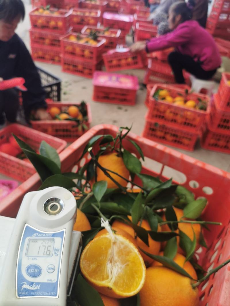 春见粑粑柑
