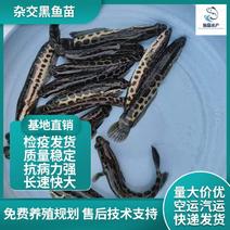 杂交黑鱼苗乌鱼苗乌鱼鳢鱼财鱼塘包活到手养殖技术指导