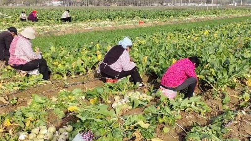 千亩芥菜头辣疙瘩，陆续上市中，质量优良，无黑心