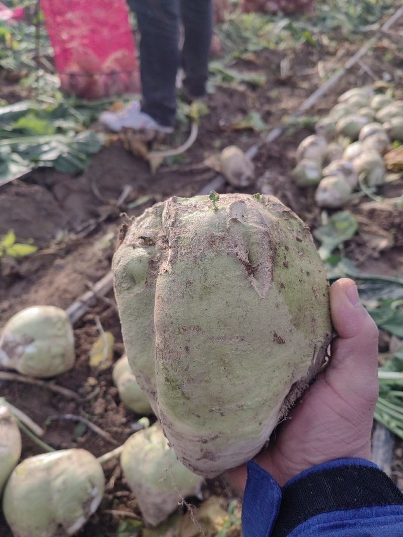 千亩芥菜头辣疙瘩，陆续上市中，质量优良，无黑心