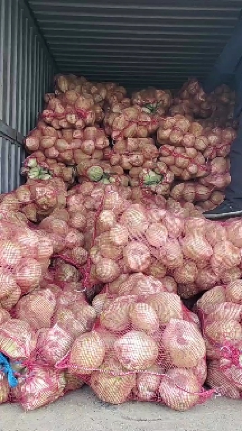 千亩芥菜头辣疙瘩，陆续上市中，质量优良，无黑心