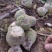千亩芥菜头辣疙瘩，陆续上市中，质量优良，无黑心