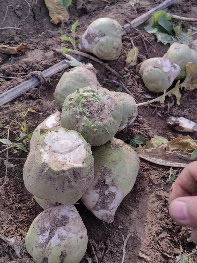千亩芥菜头辣疙瘩，陆续上市中，质量优良，无黑心
