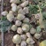 千亩芥菜头辣疙瘩，陆续上市中，质量优良，无黑心