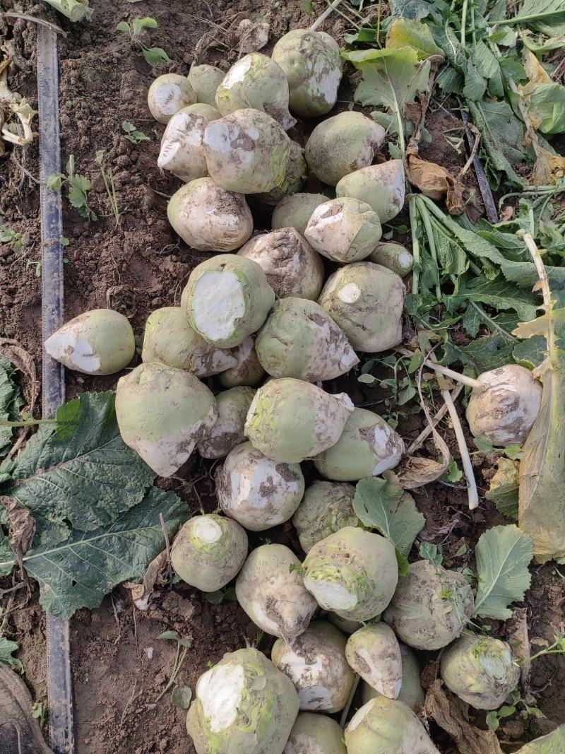 千亩芥菜头辣疙瘩，陆续上市中，质量优良，无黑心