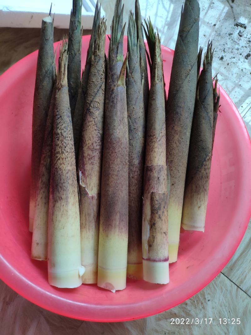 雷竹笋种苗【细叶白黄肉型】欢迎选购。