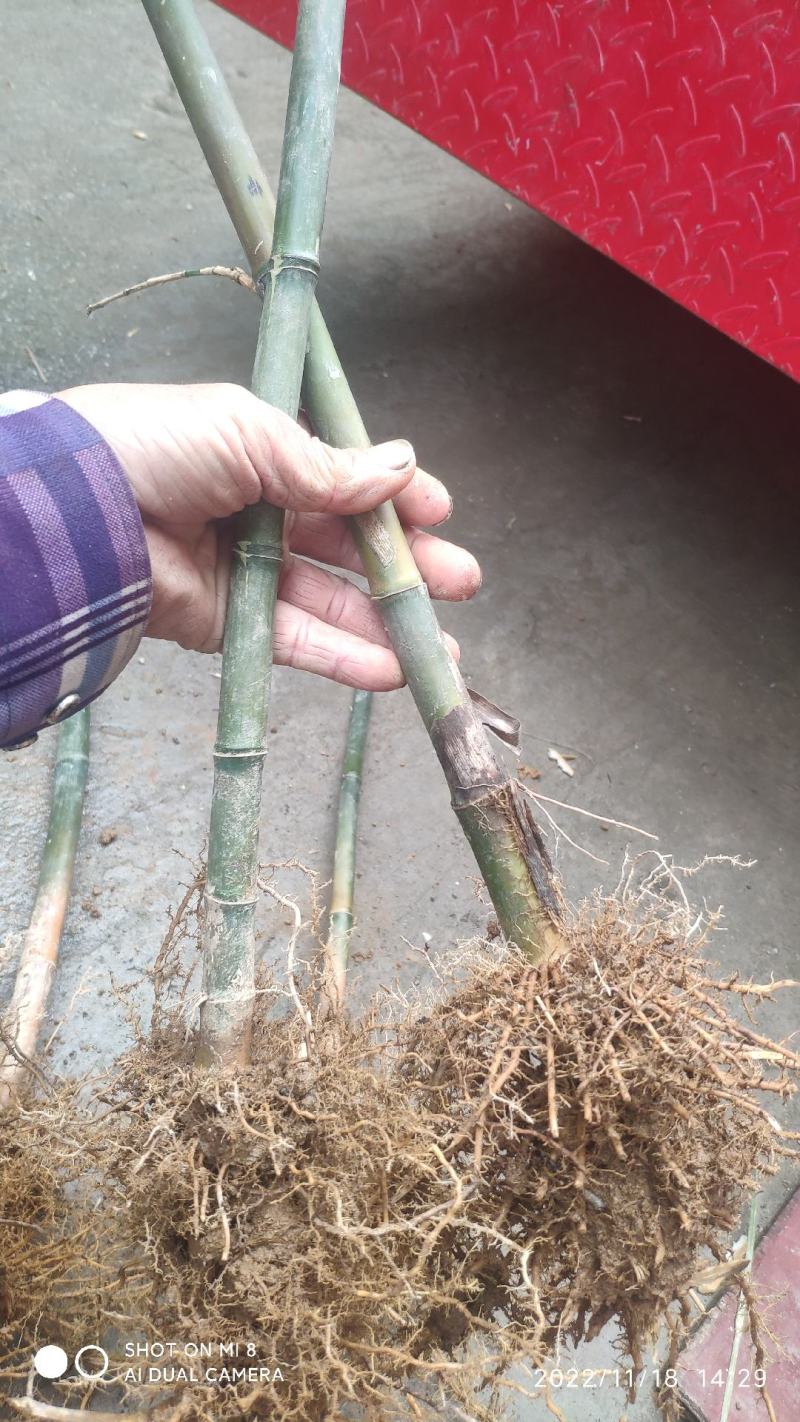 雷竹笋种苗【细叶白黄肉型】欢迎选购。