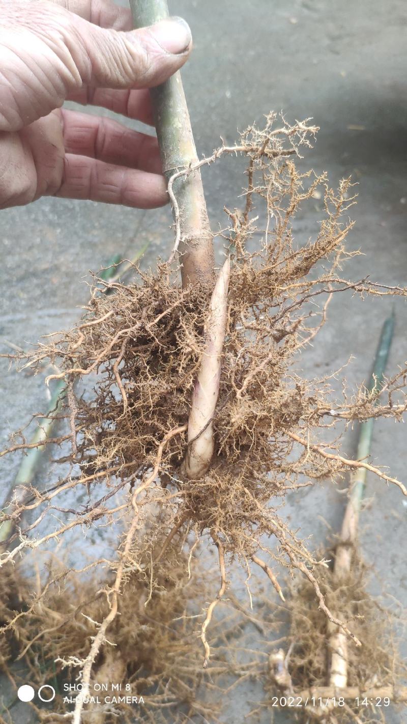 雷竹笋种苗【细叶白黄肉型】欢迎选购。