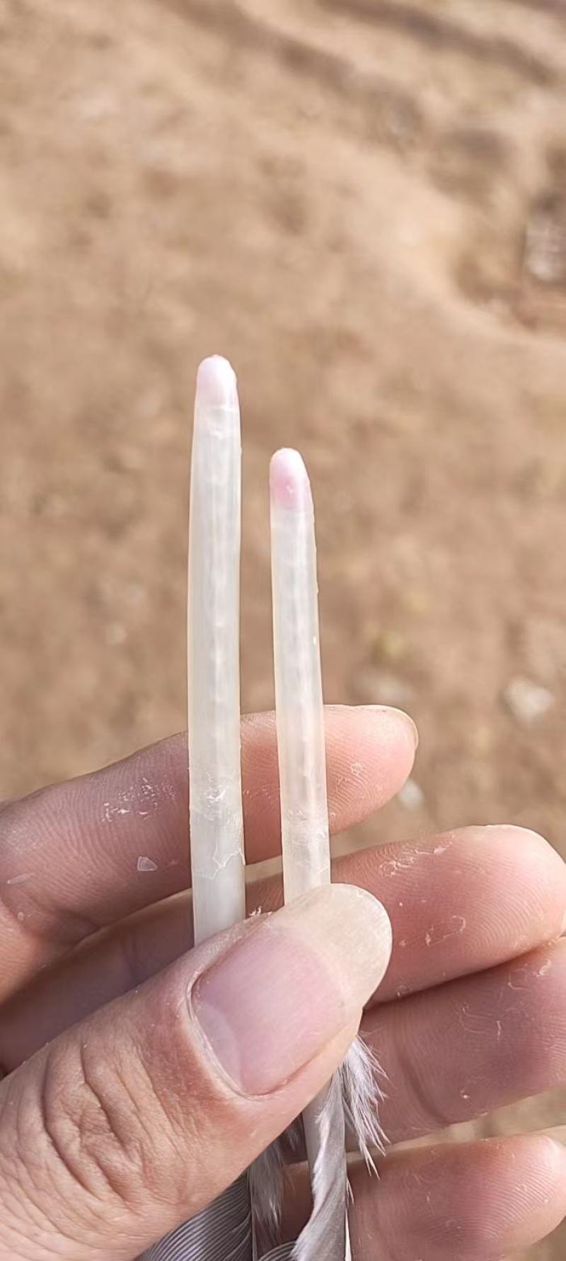 马冈黑棕