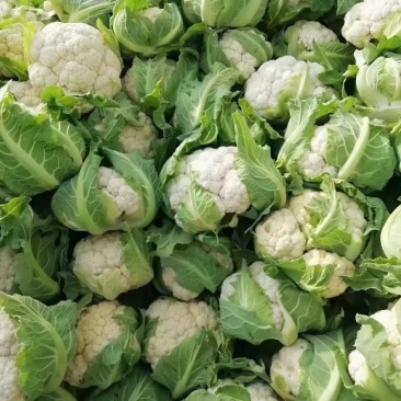精品白菜花大量上市，货源充足，质量好，颜色好，