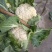 精品白菜花大量上市，货源充足，质量好，颜色好，